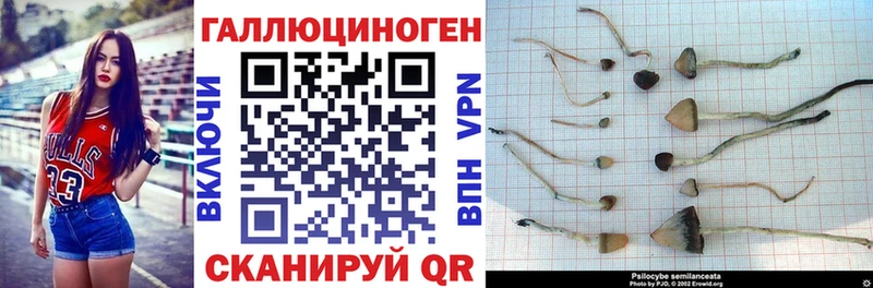 цены   Тырныауз  Псилоцибиновые грибы прущие грибы 